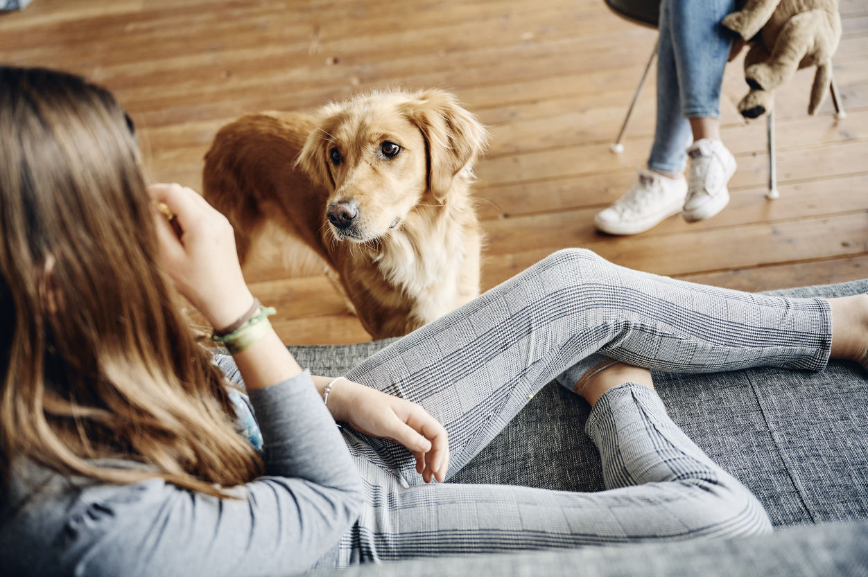 Hund Roxi Hundgestützte Psychologische Therapie